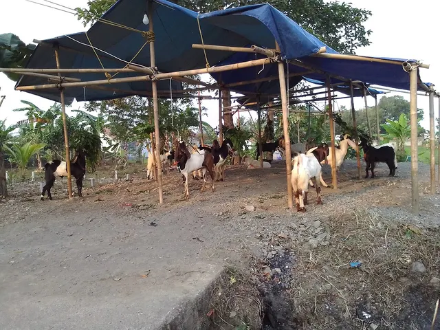 Penyembelihan hewan qurban 1447 H