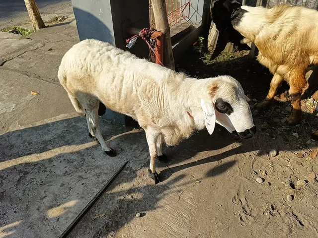 Penyembelihan hewan qurban 1447 H (foto ilustrasi: Indonesiagood, CC BY 4.0, Wikimedia Commons)